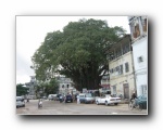 Zansi (22) Big Tree